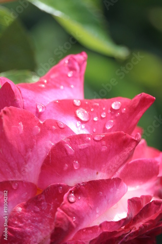 rosée