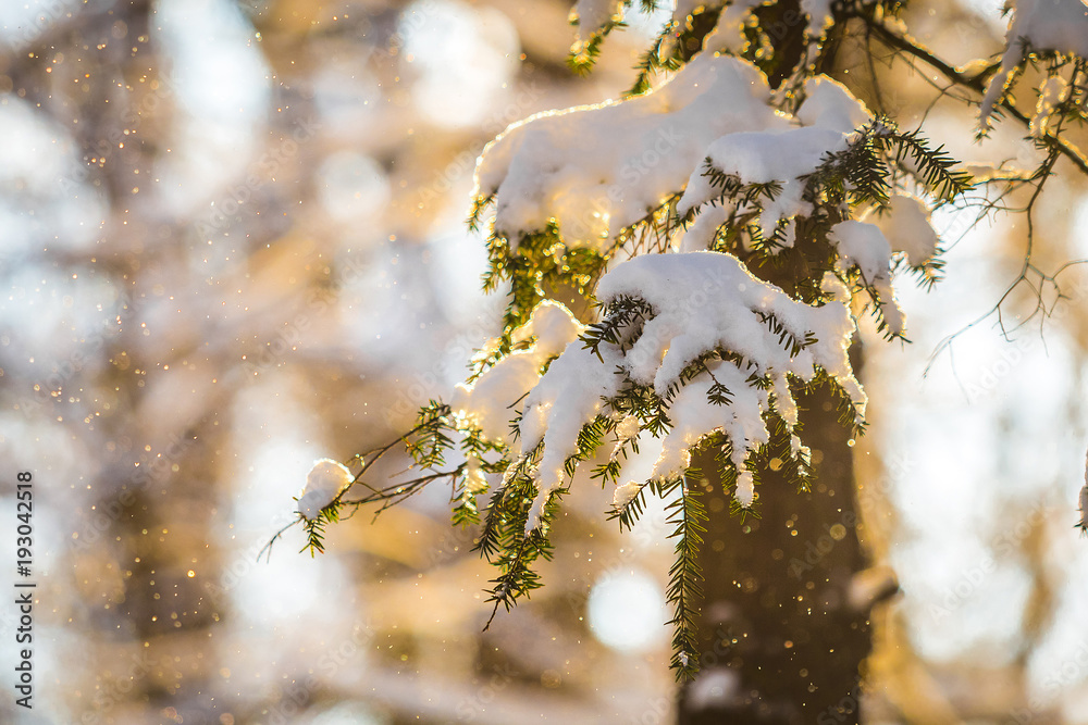 Winter sunrise forest snow with warm orange light Winter sunrise forest snow with warm orange light