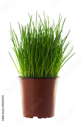 Grass in flowerpot isolated on white