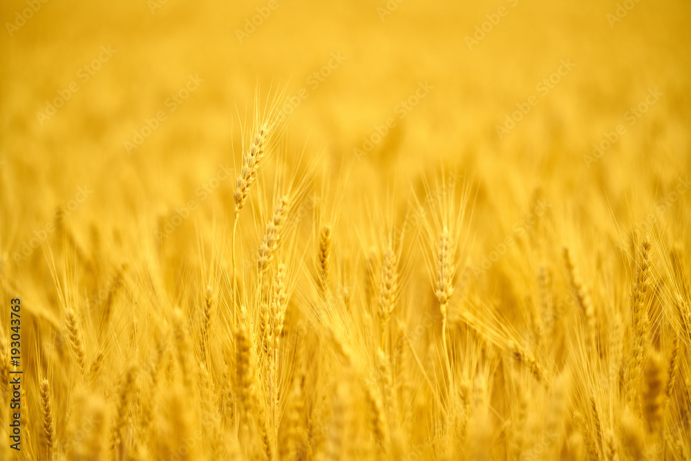 Field of wheat at the end of summer fully ripe Field of wheat at the end of summer fully ripe