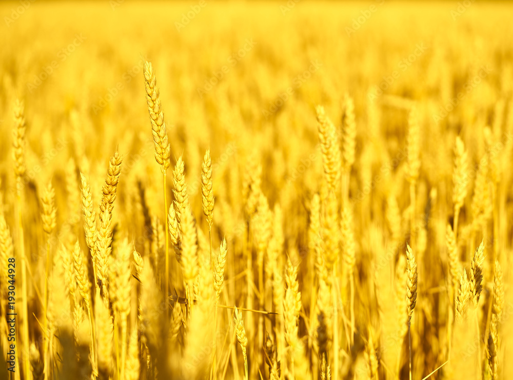 Field of wheat at the end of summer fully ripe Field of wheat at the end of summer fully ripe