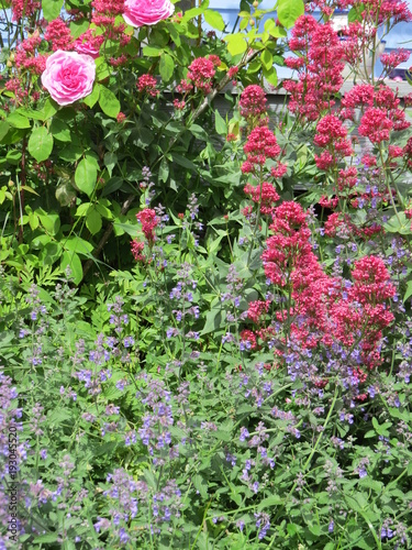 Large pink roses in garden, with ground cover and cat mint, Denman Island, BC, Canada