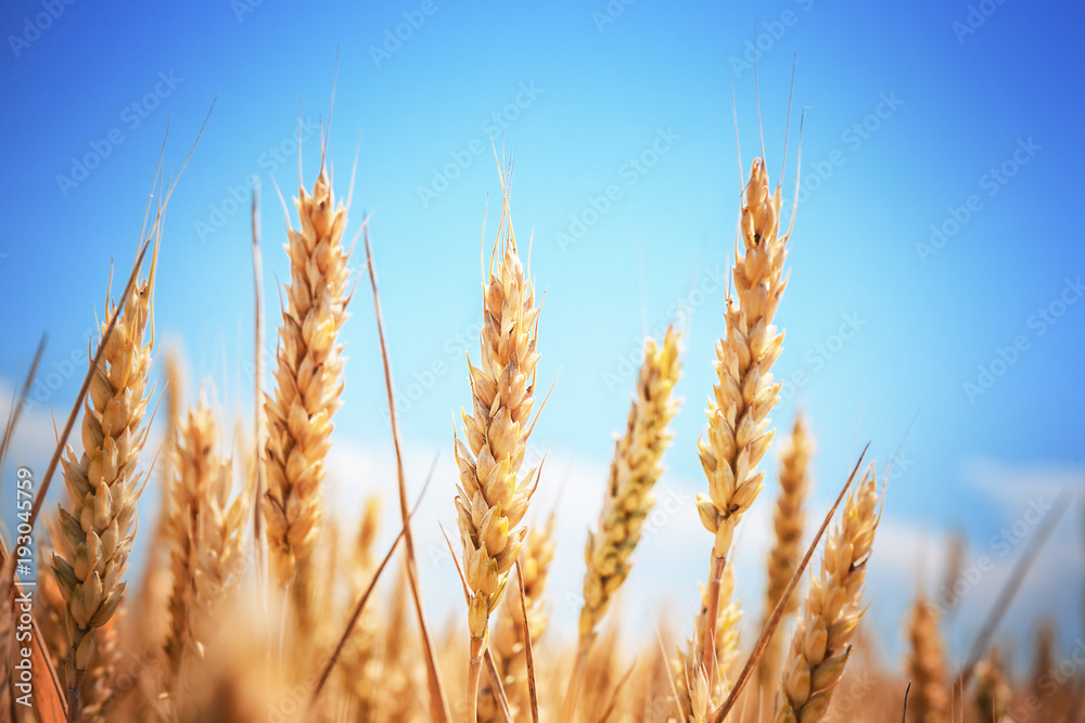 Gold wheat field Gold wheat field