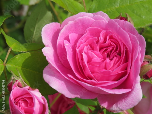 Large pink roses in garden, Denman Island, BC, Canada