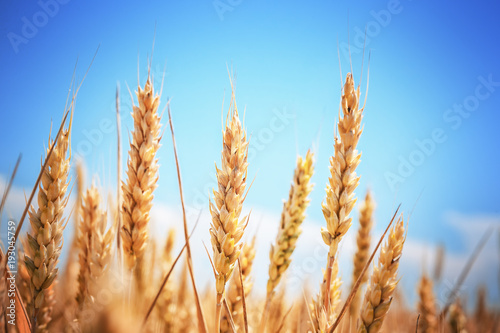 Gold wheat field