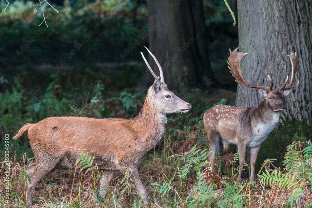 The deer of Richmond park, during the time of heat is a spectacle worth seeing with its great antlers .... The deer of Richmond park, during the time of heat is a spectacle worth seeing with its great antlers ....