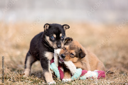 Two puppies play with a toy