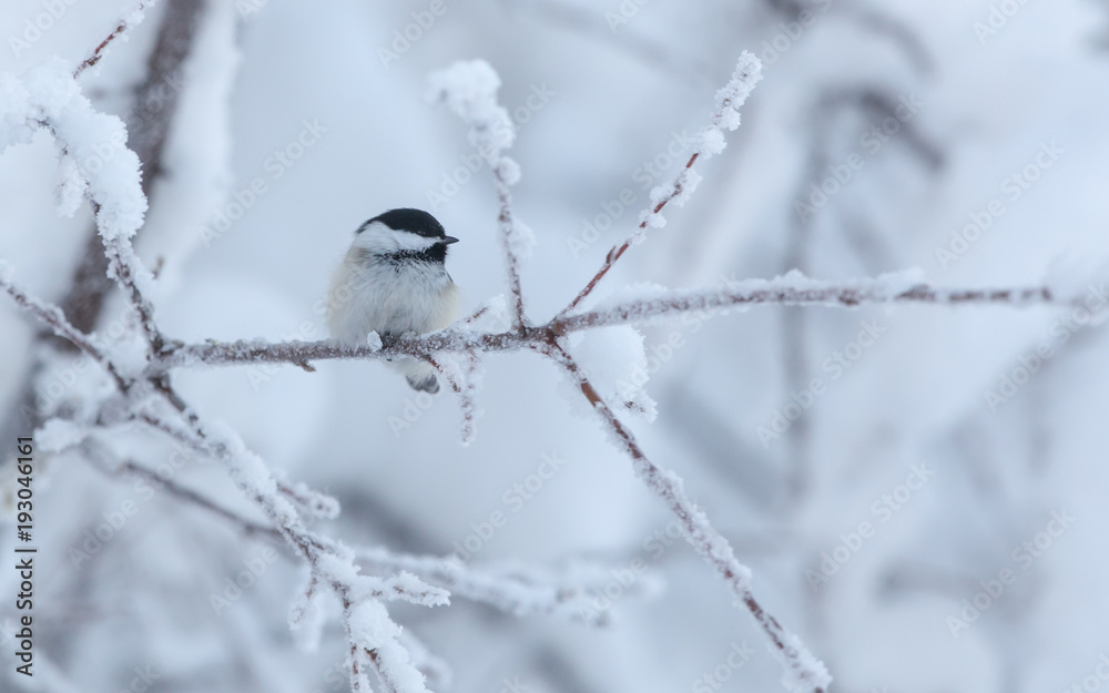 Obraz premium Black-capped Chickadee