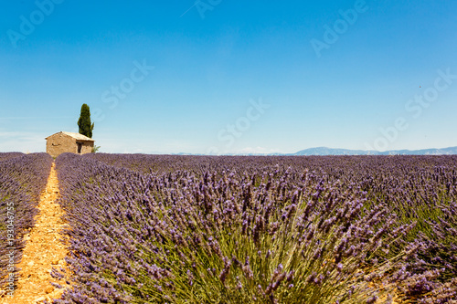 Panoramic view of lavender fields with lonely house in Provence, France