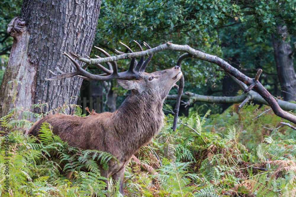 The deer of Richmond park, during the time of heat is a spectacle worth seeing with its great antlers .... The deer of Richmond park, during the time of heat is a spectacle worth seeing with its great antlers ....
