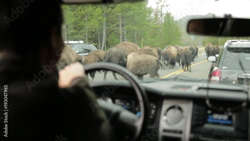 Man Driving a Car Through a Herd of Bison Buffalo on the Road in Yellowstone National Park