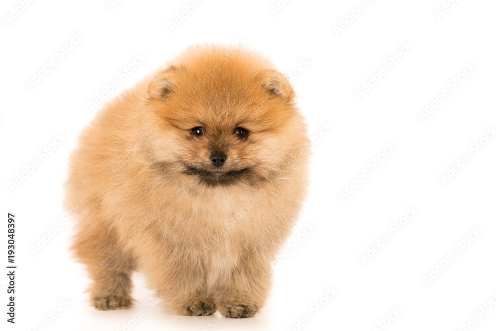 cute Little young pomeranian cob isolated over white cute Little young pomeranian cob isolated over white