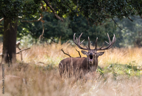 Fototapeta Naklejka Na Ścianę i Meble -  The deer of Richmond park, during the time of heat is a spectacle worth seeing with its great antlers ....