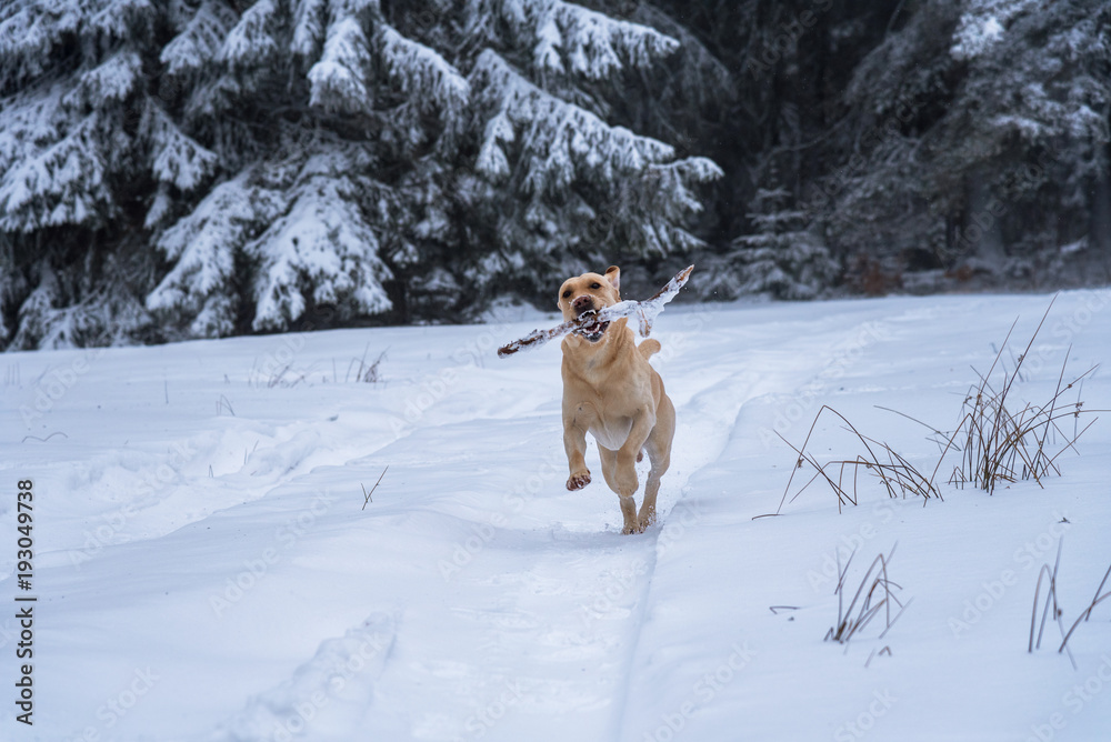 Labrador in snow.