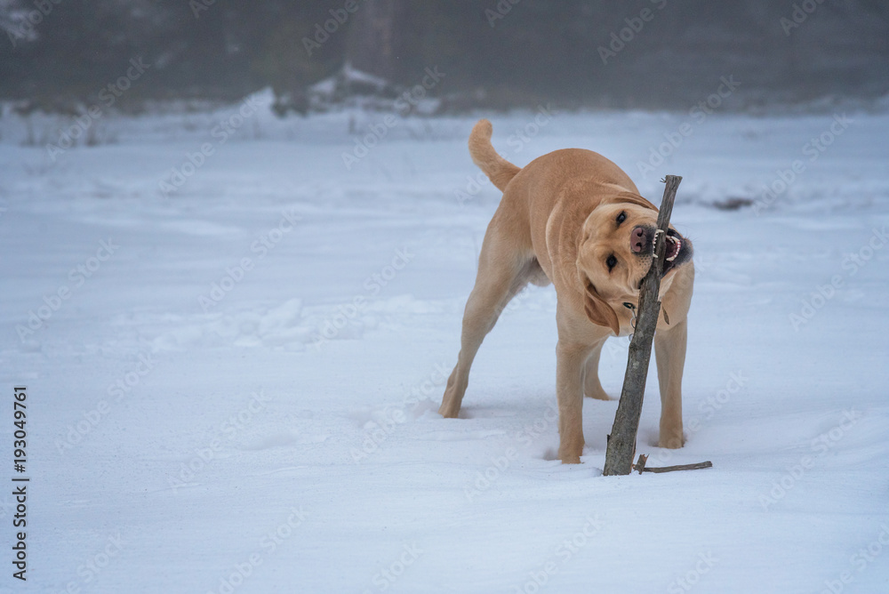 labrador in snow.