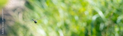 Gefleckte Smaragdlibelle (Somatochlora flavomaculata) im Flug, Achterwasser, Naturschutzgebiet Gnitz, Insel Usedom, Mecklenburg-Vorpommern, Deutschland, Europa photo