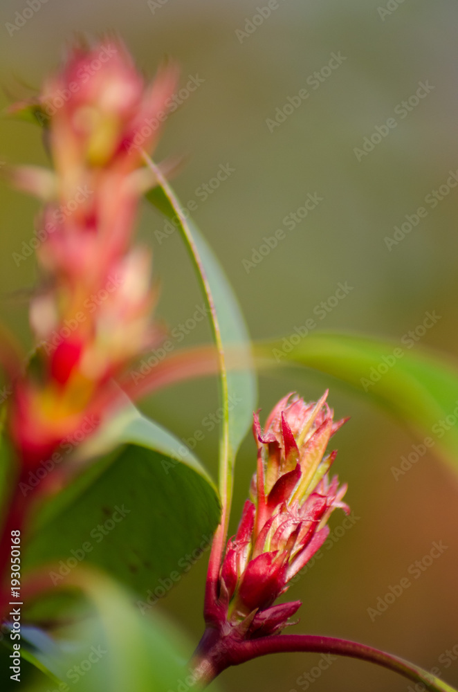 Fototapeta premium Photinia Red Robin
