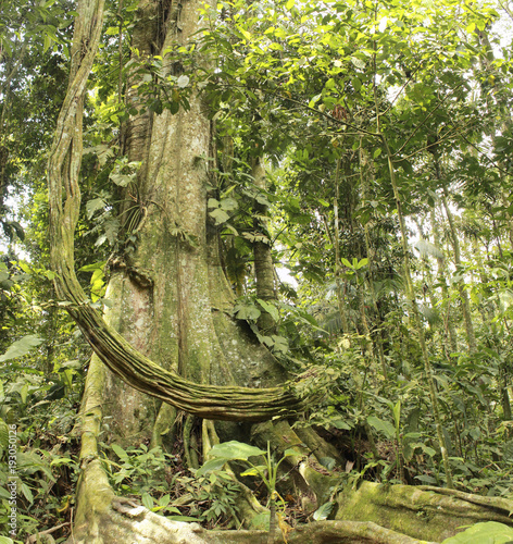 Inside a tropical jungle Henri Pittier National Park Venezuela photo