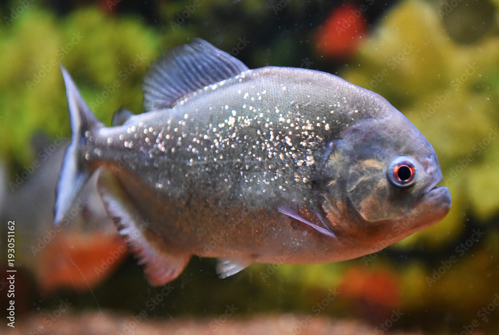 piraña piraña