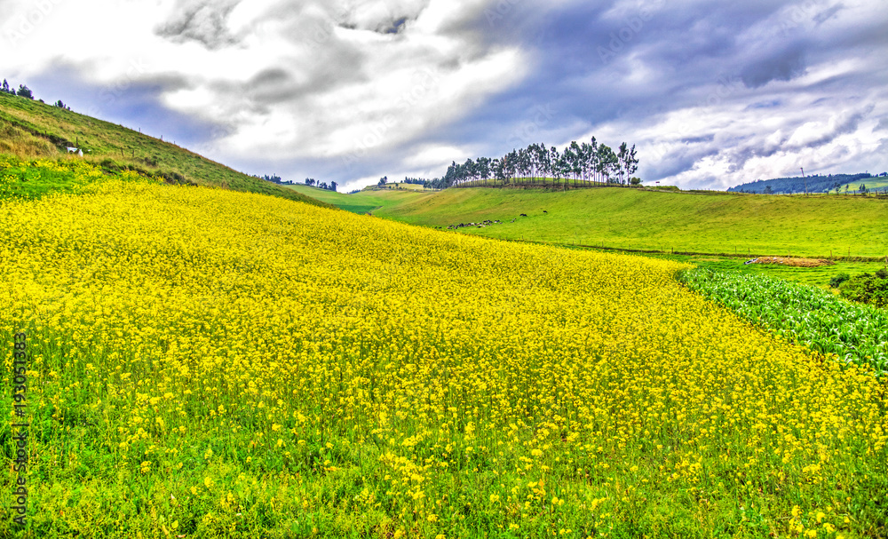 Yellow flowers on a field high up in the Andes mountains, Cayambe, Ecuador