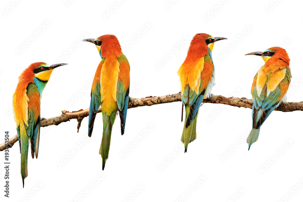 birds painted in bright colors sitting on a branch