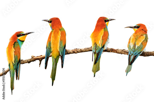 birds painted in bright colors sitting on a branch