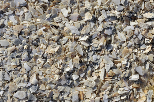 Shells