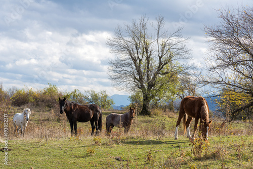 Herd of horses grazing on green meadow © Emil