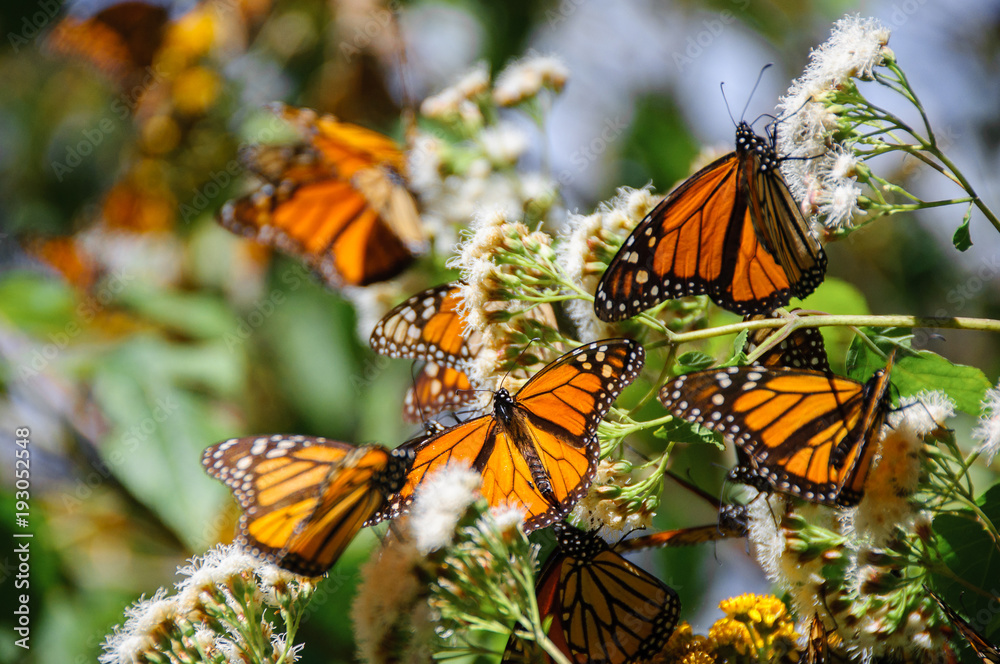 Fototapeta premium Monarch Butterfly Biosphere Reserve, Michoacan, Mexico