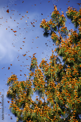 Fototapeta Naklejka Na Ścianę i Meble -  Monarch Butterfly Biosphere Reserve, Michoacan, Mexico