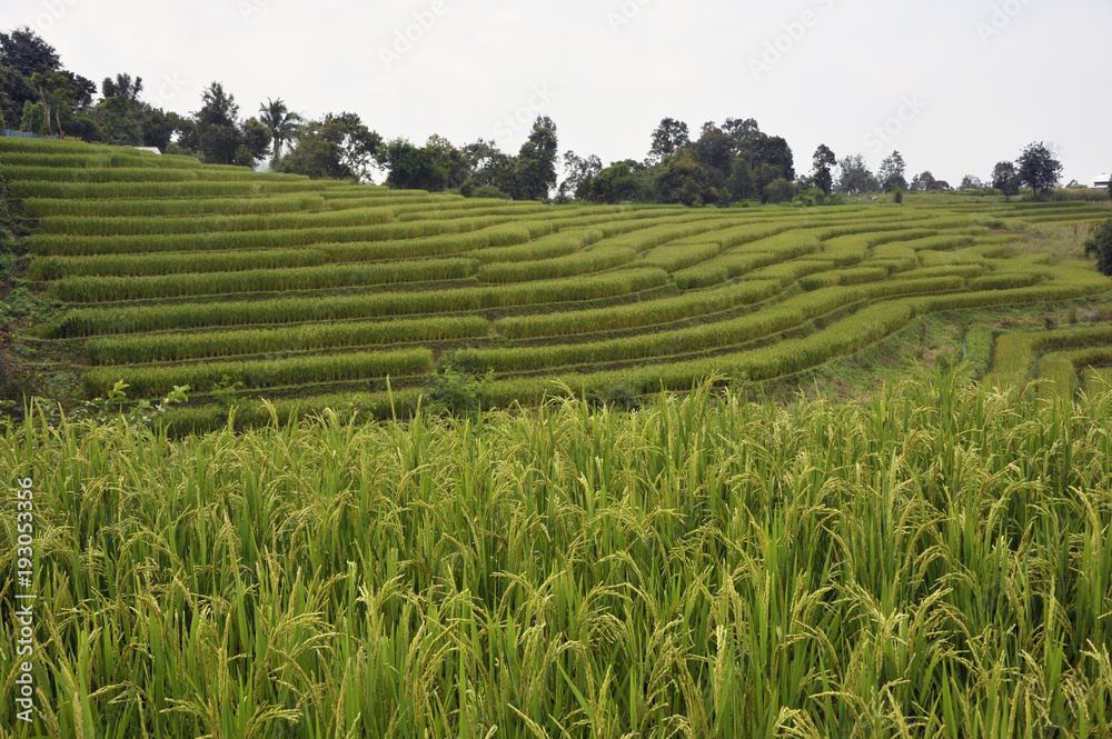 Doi Inthanon