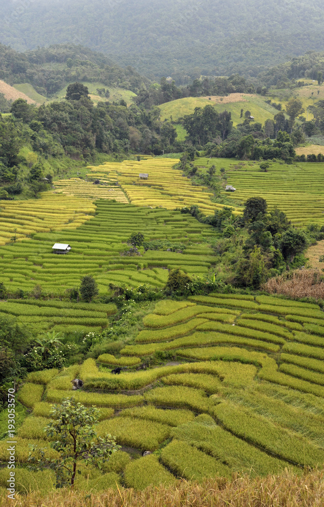 Doi Inthanon