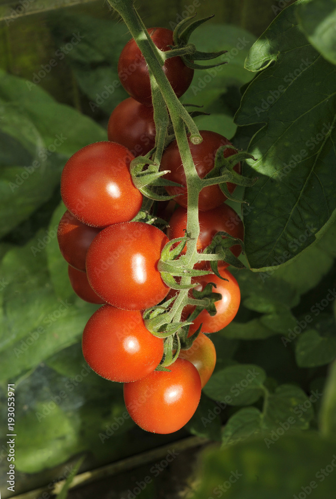 Tomato