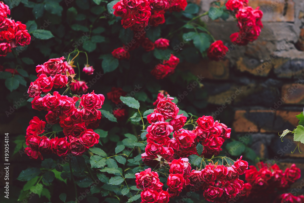 Flowering bushes of red garden roses on brick wall