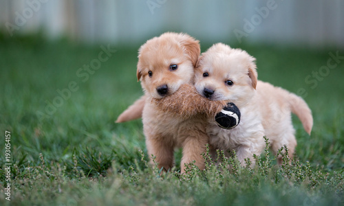Fotografie Two golden puppies fetch a toy together