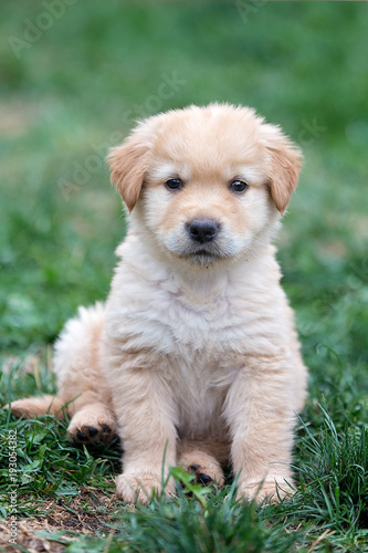 Golden Puppy sits on lawn