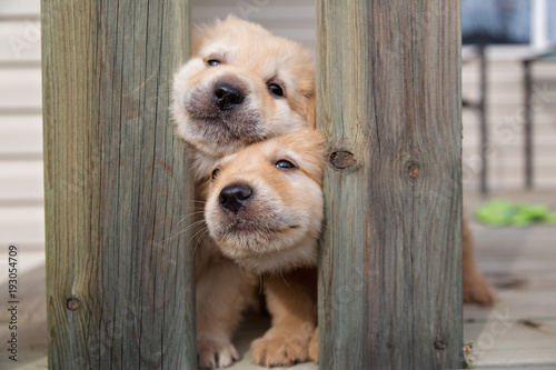 Photos Two golden puppies try to squeeze through railings
