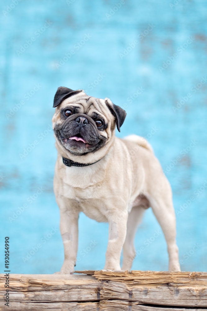 Pug standing in front of blue wall