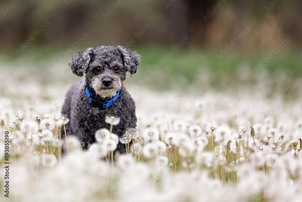 Fototapeta premium Small grey mixed breed standing in dandelions