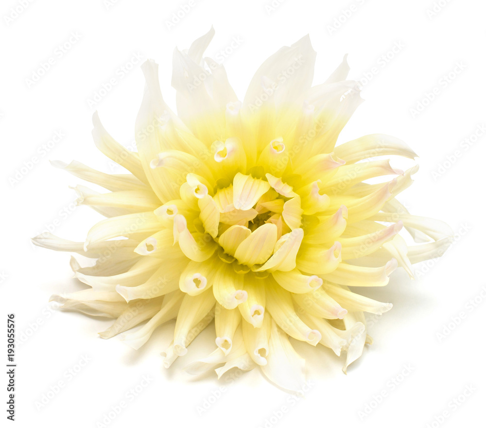 White and yellow flower dahlia isolated on white background. Flat lay, top view White and yellow flower dahlia isolated on white background. Flat lay, top view