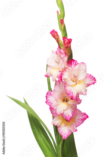Fototapeta Naklejka Na Ścianę i Meble -  Branch of a gladiolus pink flower isolated on white background. Flat lay, top view
