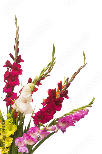 Fototapeta Naklejka Na Ścianę i Meble -  Beautiful bouquet of multicolored gladiolus flowers isolated on white background. Yellow, red, orange, green. Flat lay, top view