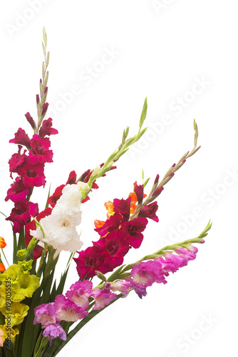 Fototapeta Naklejka Na Ścianę i Meble -  Beautiful bouquet of multicolored gladiolus flowers isolated on white background. Yellow, red, orange, green. Flat lay, top view