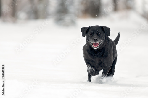 Black lab running through snow
