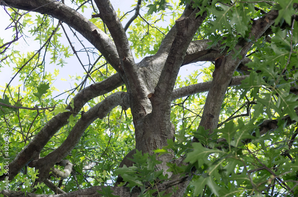 Pruned Maple Pruned Maple