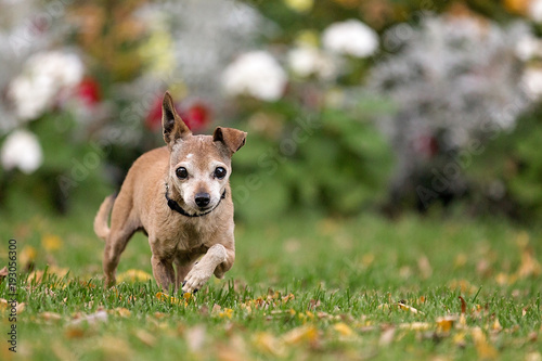 Chihuahua on grass with flowers