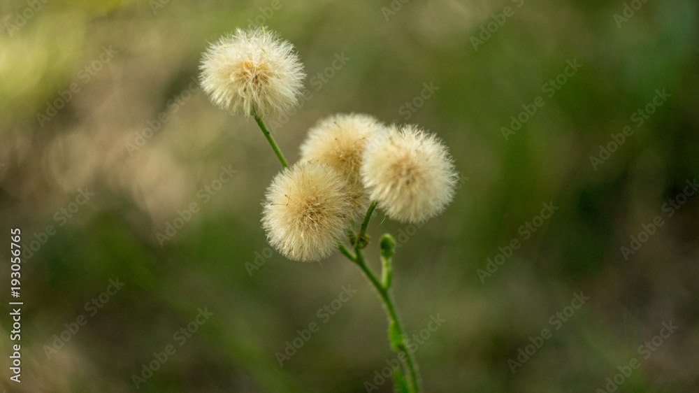 diente de león diente de león