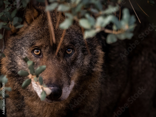Iberian Wolf (Canis lupus signatus) hidden in the bush