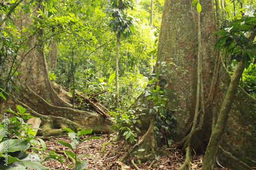 Fototapeta Naklejka Na Ścianę i Meble -  Inside a tropical jungle Henri Pittier National Park Venezuela