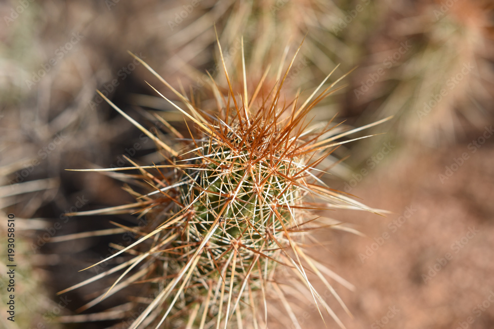 Cactus up close and personal